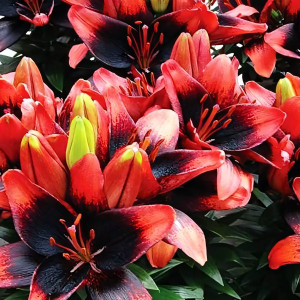  Лилия азиатская Tiny Ink (Тайни Инк)