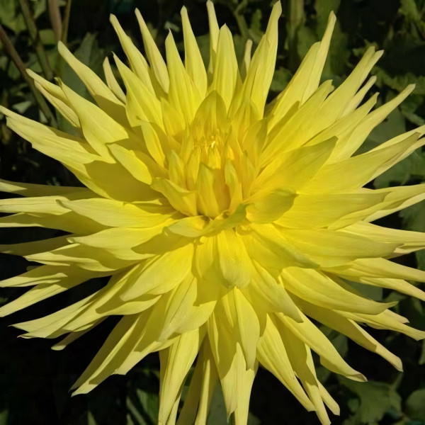 Саженцы Георгина кактусовая Inland Dynasty (Инланд Дайнести)