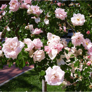 Саженцы Роза плетистая Нью Доун