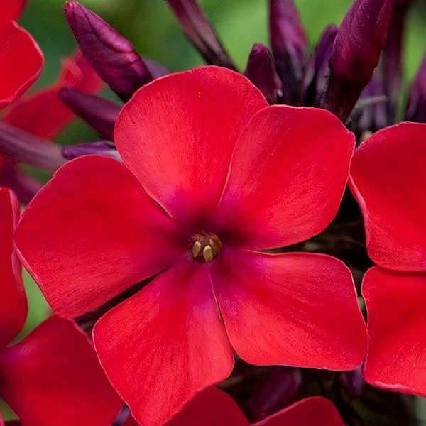 Саженцы Флокс AЕ Амос