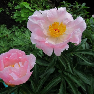 Саженцы Пион Pink Princess (Пинк Принцесса)