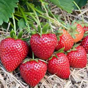 Клубника (крупноплодная) Вибрант 5 шт. в упаковке