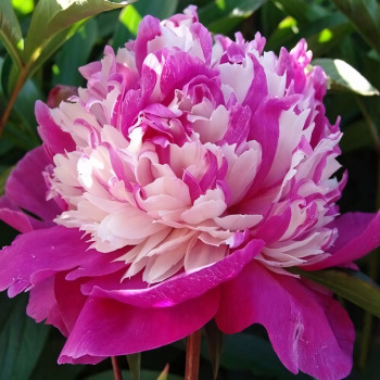 Саженцы Пион Celebrity (Селебрити)