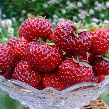 Клубника (крупноплодная) Мизе Шиндлер 5 шт. в упаковке