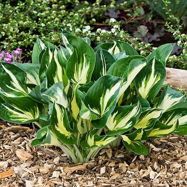 Саженцы Хоста Sting (Стинг) М