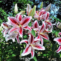 Луковицы  Лилия восточная Dizzy (Диззи) (3шт.)