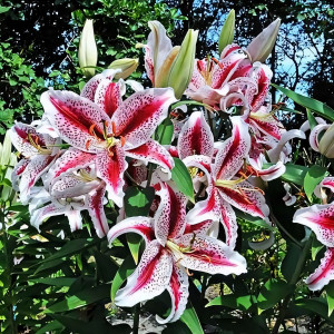  Лилия восточная Dizzy (Диззи)
