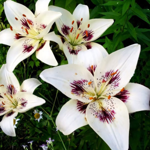  Лилия биколор азиатская Centerfold (Центерфольд)