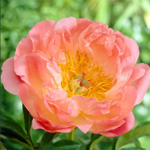 Пион Корал Бич