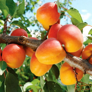 Саженцы Абрикос Северный Триумф