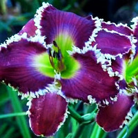 Саженцы Лилейник Somewhat Awesome (Самвот Оусам)