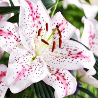 Луковицы  Лилия восточная Madelaine (Маделейн) (3шт.)