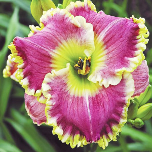 Саженцы Лилейник Some Sweet Day (Сам Свит Дэй)