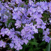 Саженцы Флокс Blue Moon (Блю Мун)