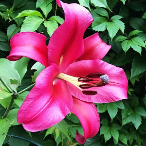  Лилия ОТ гибрид Palazzo (Палаццо)