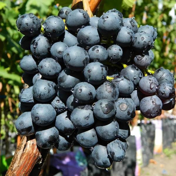 Саженцы Виноград кишмиш Черный изумруд