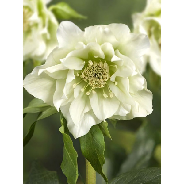 Саженец Морозник Дабл Эллен Уайт