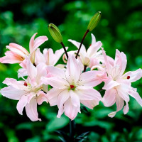 Луковицы  Лилия азиатская Spring Pink (Спринг Пинк) (3шт.)