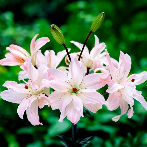 Луковицы  Лилия азиатская Spring Pink (Спринг Пинк) (3шт.)