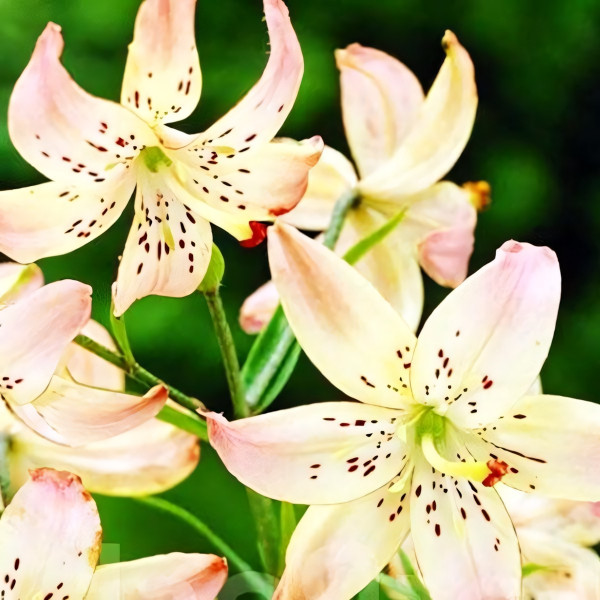 Луковицы  Лилия Corsage (Корсаж) (3шт.)