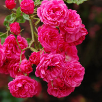 Саженцы Роза флорибунда Динки