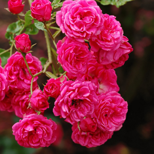 Саженцы Роза флорибунда Динки