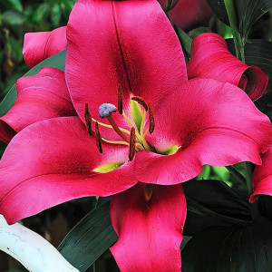  Лилия ОТ гибрид Carbonero (Карбонеро)