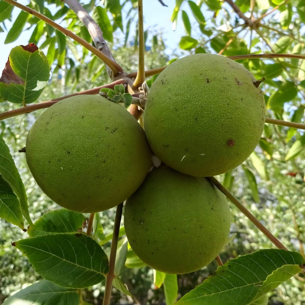 Саженцы Орех грецкий Черный