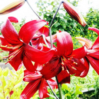 Луковицы  Лилия тигровая Red Flavour (Рэд Флейвоур) (3шт.)