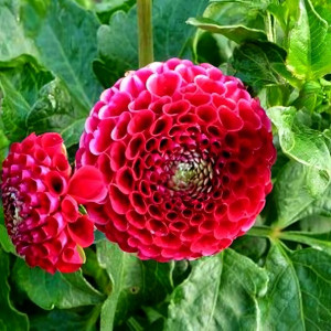 Саженцы Георгина Chick A Dee Us