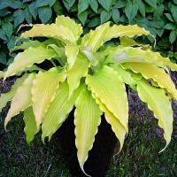 Саженцы Хоста Frisian Pride (Фризиан Прайд) М