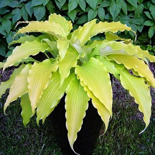 Саженцы Хоста Frisian Pride (Фризиан Прайд) М