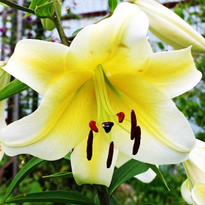  Лилия ОТ гибрид Conca D'or (Конка Д'ор)