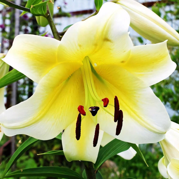 Луковицы Саженцы Лилия ОТ гибрид Conca D'or (Конка Д'ор) (3шт.)