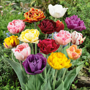Тюльпан махровый Лейт, микс