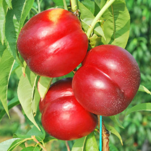 Саженцы Нектарин Ред Даймонд