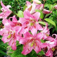 Луковицы  Лилия восточная Farolito (Фаролито) (3шт.)