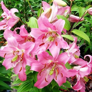  Лилия восточная Farolito (Фаролито)