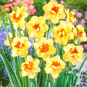 Нарцисс махровый Дабл Фэшн (в упаковке - 3шт.)