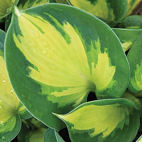 Саженцы Хоста Beach Boy (Бич Бой) L