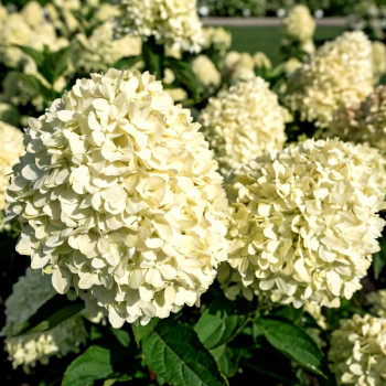 Гортензия метельчатая Cotton Cream 