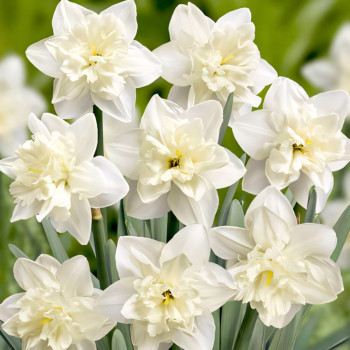 Нарцисс сплит-корона Колбланк (в упаковке - 3шт.)