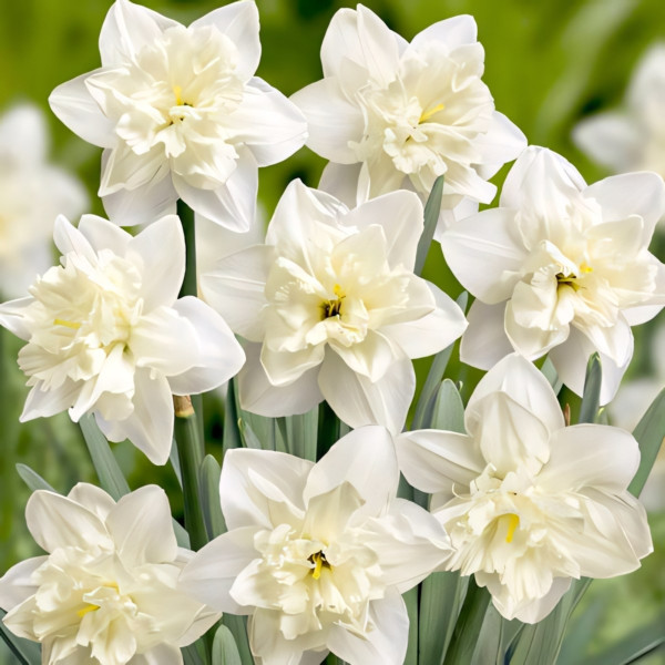 Луковицы Нарцисс сплит-корона Колбланк (в упаковке - 3шт.)