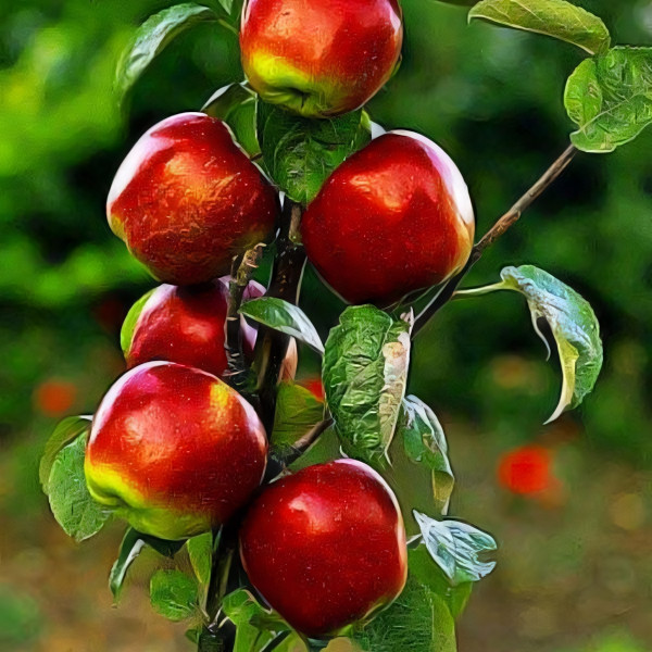 Саженцы Яблоня колоновидная Красная