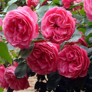 Саженцы Роза флорибунда Леонардо да Винчи