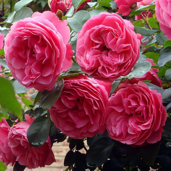 Саженцы Роза флорибунда Леонардо да Винчи