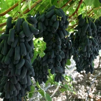 Саженцы Виноград кишмиш Аватар