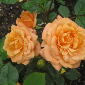 Саженцы Роза спрей Эприкот Клементина