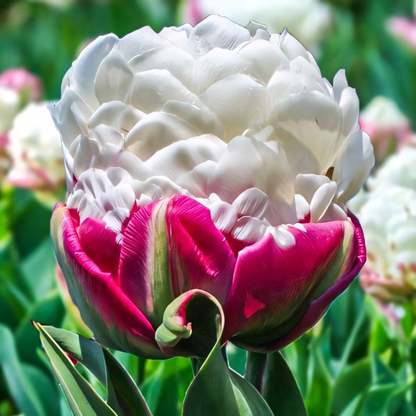 Луковицы Тюльпан махровый Дабл Полар