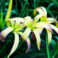 Саженцы Лилейник String-Bikini (Стринг-Бикини)